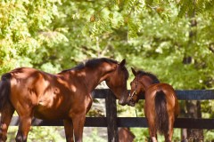 horsekiss