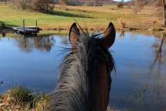 horsepond